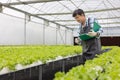 Working at a greenhouse nursery, Agronomic business concept In the greenhouse, an elderly man is working. In the hydrofarm Royalty Free Stock Photo