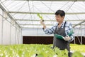 Working at a greenhouse nursery, Agronomic business concept In the greenhouse, an elderly man is working. In the hydrofarm