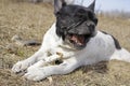 Working gun dog Royalty Free Stock Photo