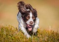 Working gun dog Royalty Free Stock Photo