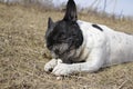 Working gun dog Royalty Free Stock Photo