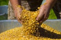 Working hands of the farmer and a variety of crops