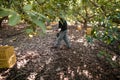 Working in the hass avocado harvest season Royalty Free Stock Photo