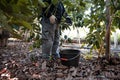 Working in the hass avocado harvest season Royalty Free Stock Photo