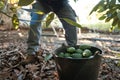 Working in the hass avocado harvest season Royalty Free Stock Photo