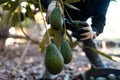 Working in the hass avocado harvest season Royalty Free Stock Photo