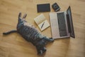 cat lying on the floor near a laptop