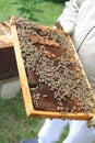 Working honey bees swarm on the beehive frame during hive inspection by a beekeeper or an apiarist at the apiary in summer Royalty Free Stock Photo