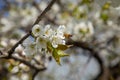 Working honeybee flying over the white flower of sweet cherry tree. Bee looking pollen and nectar to make sweet honey