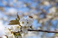 Working honeybee flying over the white flower of sweet cherry tree. Bee looking pollen and nectar to make sweet honey