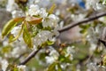 Working honeybee flying over the white flower of sweet cherry tree. Bee looking pollen and nectar to make sweet honey Royalty Free Stock Photo