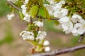 Working honeybee flying over the white flower of sweet cherry tree. Bee looking pollen and nectar to make sweet honey