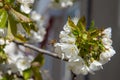 Working honeybee flying over the white flower of sweet cherry tree. Bee looking pollen and nectar to make sweet honey