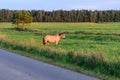 A working horse grazes in a meadow with juicy grass Royalty Free Stock Photo