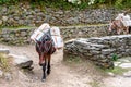 Working horse near Phakding in Nepal Royalty Free Stock Photo