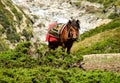 A working horse with a red and paterned blanket covering it Royalty Free Stock Photo