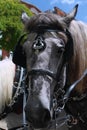 Up-close of a working Horse of Wilmington