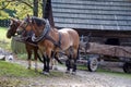 Working horses Royalty Free Stock Photo