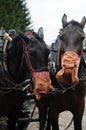 Working horses are eating Royalty Free Stock Photo