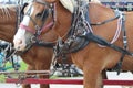 Working horses on Mackinac Island Royalty Free Stock Photo