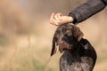 Working hunting dog short-haired German pointer, with hair on his chin, hand that feeds dog. Dog training in nature Royalty Free Stock Photo