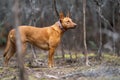 working kelpie dog sitting in grass on a farm in Australia Royalty Free Stock Photo