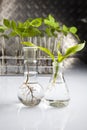 Working in a laboratory and plants Royalty Free Stock Photo
