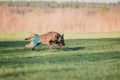 Working malinois dog. Belgian shepherd dog. Police, guard dog Royalty Free Stock Photo