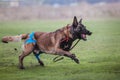 Working malinois dog. Belgian shepherd dog. Police, guard dog Royalty Free Stock Photo