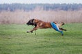 Working malinois dog. Belgian shepherd dog. Police, guard dog Royalty Free Stock Photo