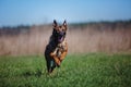 Working malinois dog. Belgian shepherd dog. Police, guard dog Royalty Free Stock Photo