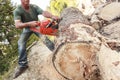 Working man with a chainsaw that cuts a tree Royalty Free Stock Photo