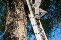 Working man climbs a ladder against a big tree with deep bark texture Royalty Free Stock Photo