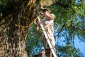 Working man on a ladder against a big tree with a broken dead branch Royalty Free Stock Photo