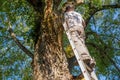 Working man on a ladder against a big tree with a broken dead branch Royalty Free Stock Photo
