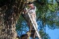 Working man on a ladder against a big tree with a broken dead branch Royalty Free Stock Photo