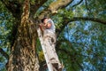 Working man on a ladder against a big tree with a broken dead branch Royalty Free Stock Photo