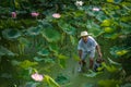 A Working Man in Lotus Field Royalty Free Stock Photo