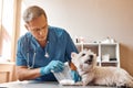 Working with the patient. Professional middle aged veterinarian in work uniform bandaging a paw of a small dog lying on Royalty Free Stock Photo