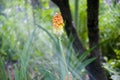 Working with plants. spring. nature and environment. Kniphofia flower. villatic holiday season, suburban. water for flower of Royalty Free Stock Photo