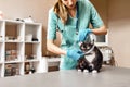 Working process. Female veterinarian in work uniform putting on a protective plastic collar to a large black cat lying Royalty Free Stock Photo