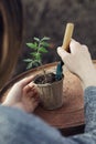 Working process: preparation of tomato shoots for planting