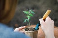 Working process: preparation of tomato shoots for planting