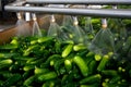 Working process of the production of cucumbers on cannery.