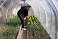 Working in real greenhouse