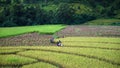 Working in rice farm