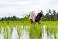 Working Rice Farmer Wife Jatiluwih Royalty Free Stock Photo