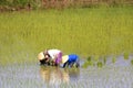 Working in the rice fields