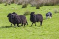 Working Sheep Dog Royalty Free Stock Photo