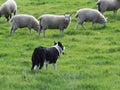 Working Sheep Dog Royalty Free Stock Photo